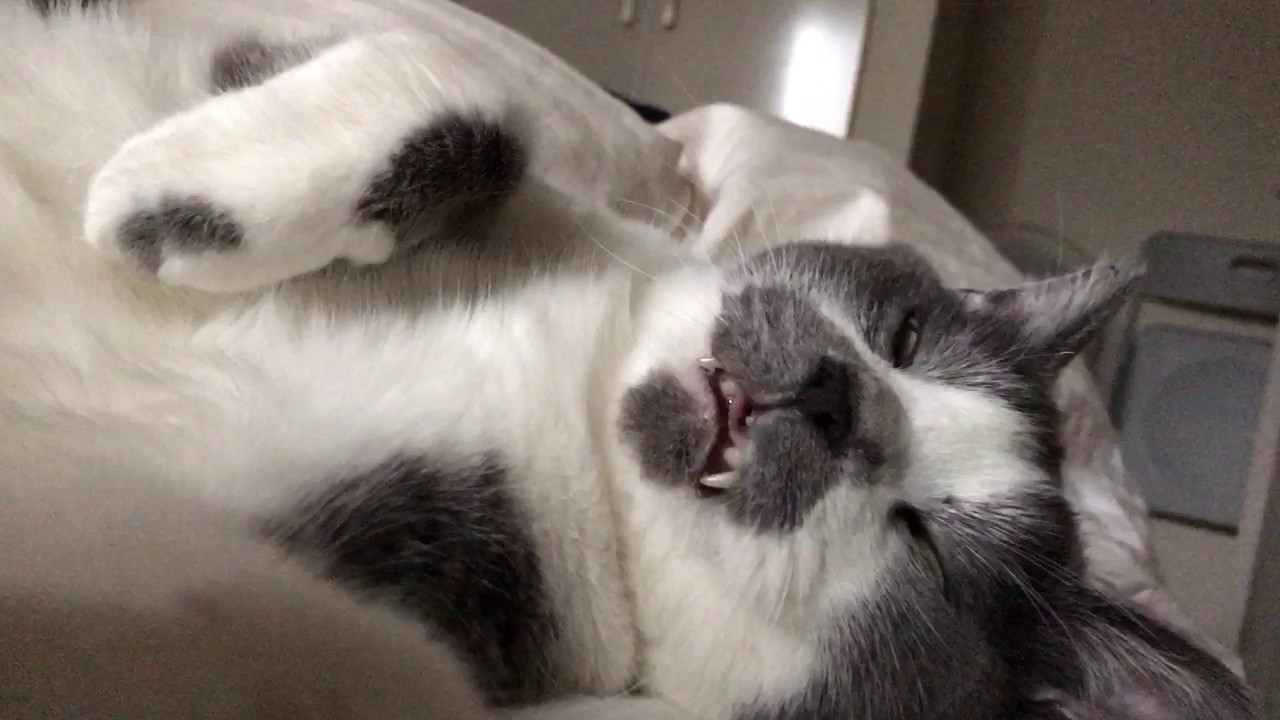 目をあけたまま寝るネコのくまお Youtube