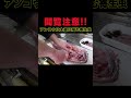 【閲覧注意】アンコウを捌いてみると大量の○○○が！？ #へんな魚おじさん #じいちゃんの晩御飯