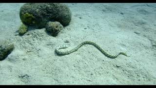 Tiger Snake Eel looking for food in the sand