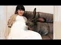 Giant Rabbit and Pregnant Woman(ジャイアントうさぎとマタニティビデオ)