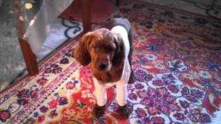 Щенок сеттера оделся на зиму. puppy clothes, Irish Setter Щенок сеттера оделся на зиму. puppy clothes, Irish Setter