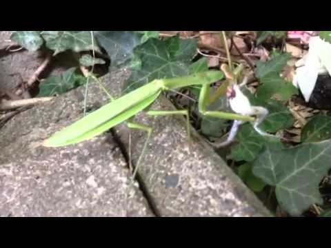 カマキリがカエルを捕食 Youtube