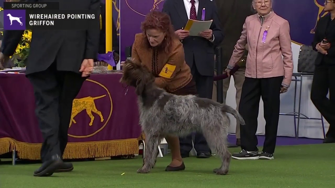 Wirehaired Pointing Griffons Breed Judging 2020 Youtube