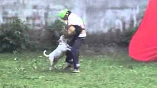 Ina. Ch. Ogianina White Snow Von Haus Magna, Bh, Ajm