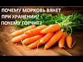 Почему морковь вянет при хранении? Почему горчит?