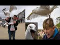 4K Migratory birds steal food الطيور المهاجرة متوحشة تسرق طعام البشر وتنقل الفيروسات تعامل معها بحذر