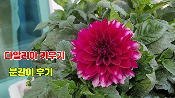 38.다알리아 키우기#다알리아 분갈이 1달 후기