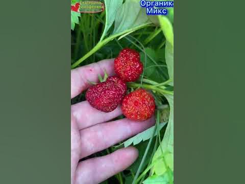 Удобрение для клубники и ягодных от Органик Микс #органикмикс # ...