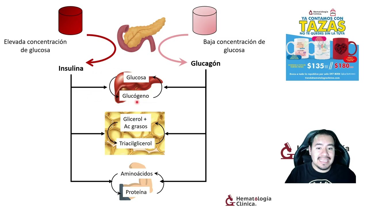 Índice Tg/Glu, otra manera de calcular la resistencia a la insulina.