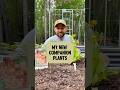 Companion Plants for Veggie Garden #shorts #garden #gardening #companionplanting #raisedbeds #plant