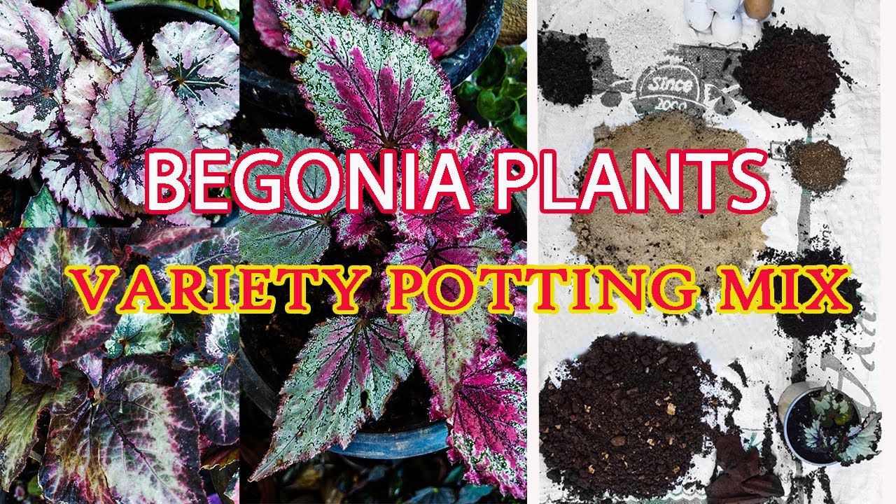 BEGONIA | വ്യത്യസ്ഥമായ ഒരു POTTING MIX | ഒച്ചിനെ തുരത്താനുള്ള TIPS |