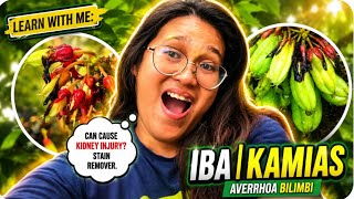 CAN CAUSE KIDNEY INJURY - KAMIAS | AVERRHOA BILIMBI TREE 