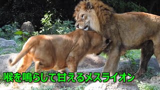 喉を鳴らして甘えるメスライオン仲良しライオンのバリーとデージーとべ動物園にて。