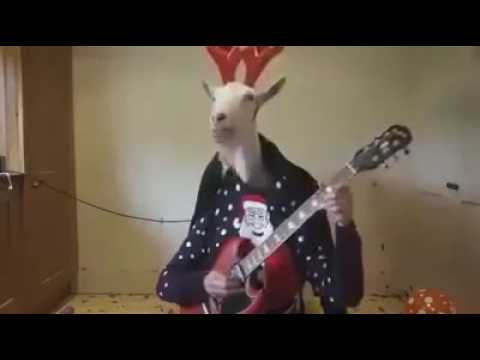 funny-video:-funny-goat-singing-song-best-funy-whats-app-video