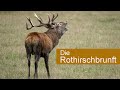 Abenteuer Naturfotografie / Die Rothirschbrunft