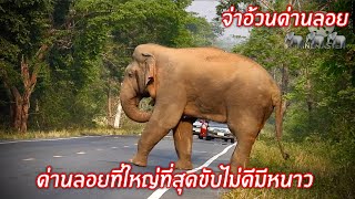 จ่าอ้วนด่านลอย ด่านที่ใหญ่ที่สุดก็ด่านผมนี่แหละนุด#elephant #ช้างป่า #wildlife #อ่างฤาไน