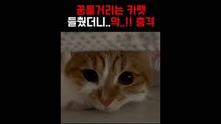 꿈틀거리는 카페트를 들췄더니..악! 충격!! #고양이 #냥춘기 #cat #고양이일상 #유머 #재밌는영상 #웃긴영상 #고양이영상