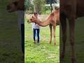 Jaisalmer me Masti #song #rajasthani #jaisalmer #subscribe #viralshorts #india #youtube