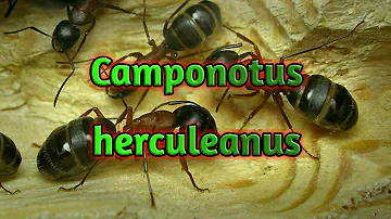 Camponotus herculeanus. Красногрудый муравей древоточец. Жизнь в природе и содержание. Энциклопедия.