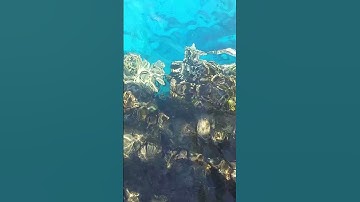 جمال البحر وروعه التلاوه