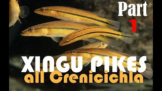 Pike cichlids, Crenicichla: guide to all the species from the Rio XIngu in nature and the aquarium screenshot 1
