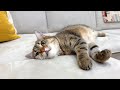 うちの子猫が4歳になりました!
