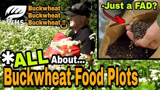 Buckwheat Food Plots For Deer