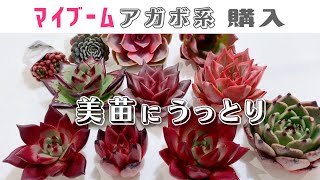 【VERVE苗】上品で美しいアガボイデス系が届き魅了される【多肉植物 / エケベリア】