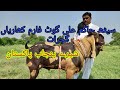 Saith hakim goat farm  khariyan  goats master