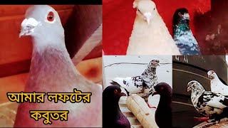 আমার লফটের কবুতর গুলোর সাথে কিছুক্ষণ।@BDPigeonsLover @Khamariderkotha1