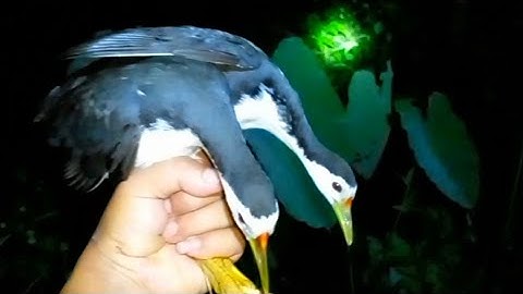 BERBURU BURUNG MALAM DENGAN TANGAN KOSONG | BERBURU DENGAN CARA PRIMITIF