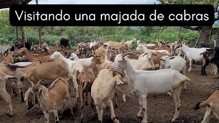 Visitando una majada de cabras