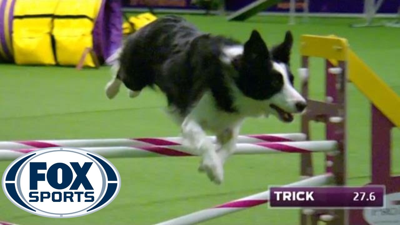 border collie competition