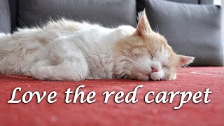 Love the red carpet! Iggy, Maine Coon cat. by Maine Coon Iggy 120 views 2 years ago 3 minutes, 25 seconds