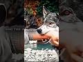 He Was Alone Until a Wolf Saved His Life #ytshorts #shorts #shortvideo