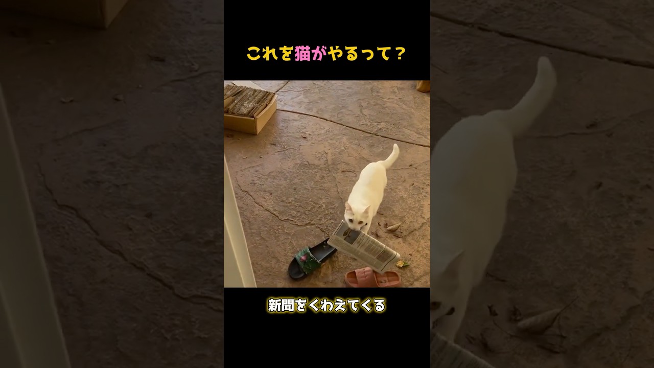 リアル版キキ登場