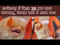 Kanger ghati national park in chhattisgarh butterfly bat  jagdalpur  alkarha vlogger