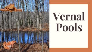 Vernal Pools: Survival for Frogs and Salamanders