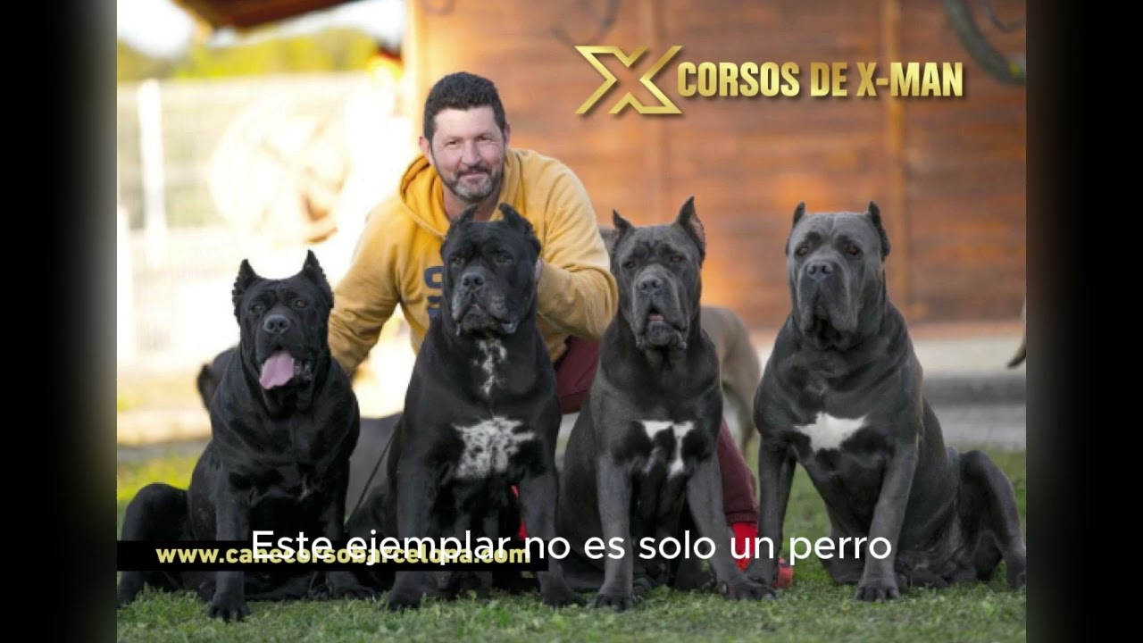 LA HISTORIA DEL PERRO CANE CORSO Y LA LEYENDA X-MAN