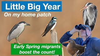 Little Big Year, Episode 3 - birding my home patch in Massachusetts.