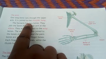 Class 5 science chapter 3 Bones and Muscles (part 3)