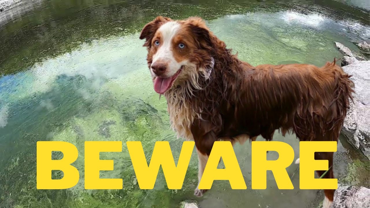 How to Spot Toxic Blue Green Algae to Protect Your Dogs
