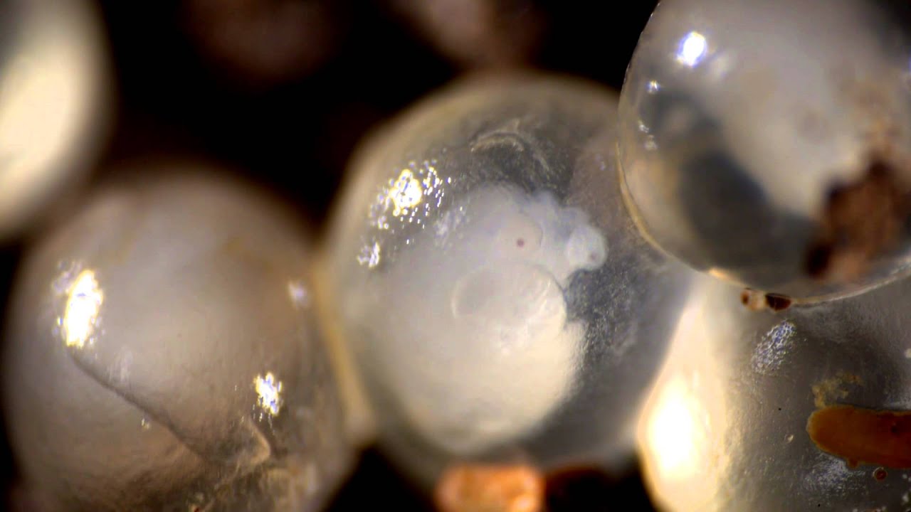 videographer wedding Slug embryo looks remarkably like Homer Simpson - now featured in the GODZILLA movie