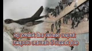 suara panggil walet liur emas respon cepat cukup 5menit