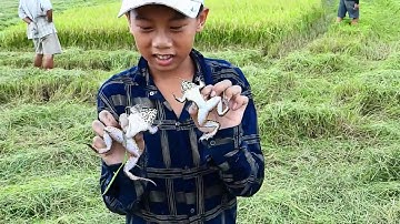 141 BẮT CHUỘT ĐỒNG MIỀN TÂY  THEO MÁY CẮT LÚA MÙA VỤ BA