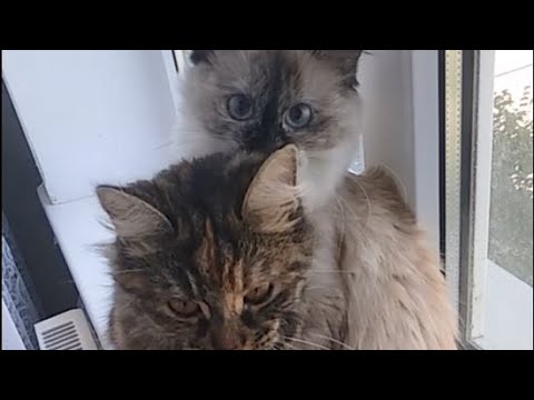Кошки Обнимаются Фото
