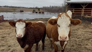 Cows Crossing a Flooded Creek 
