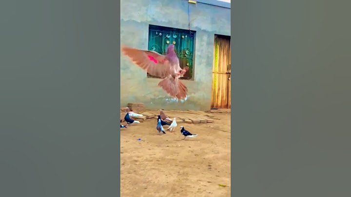 kabutar udan karte huye palti kaise marte hai dekhiye #pigeon #kabutar #ytshorts  pigeon video