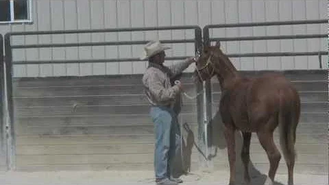 Tying up a yearling for the first time
