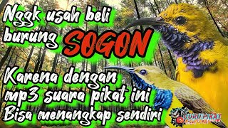 SUARA PIKAT BURUNG SOGOK ONTONG / SOGON untuk pemula